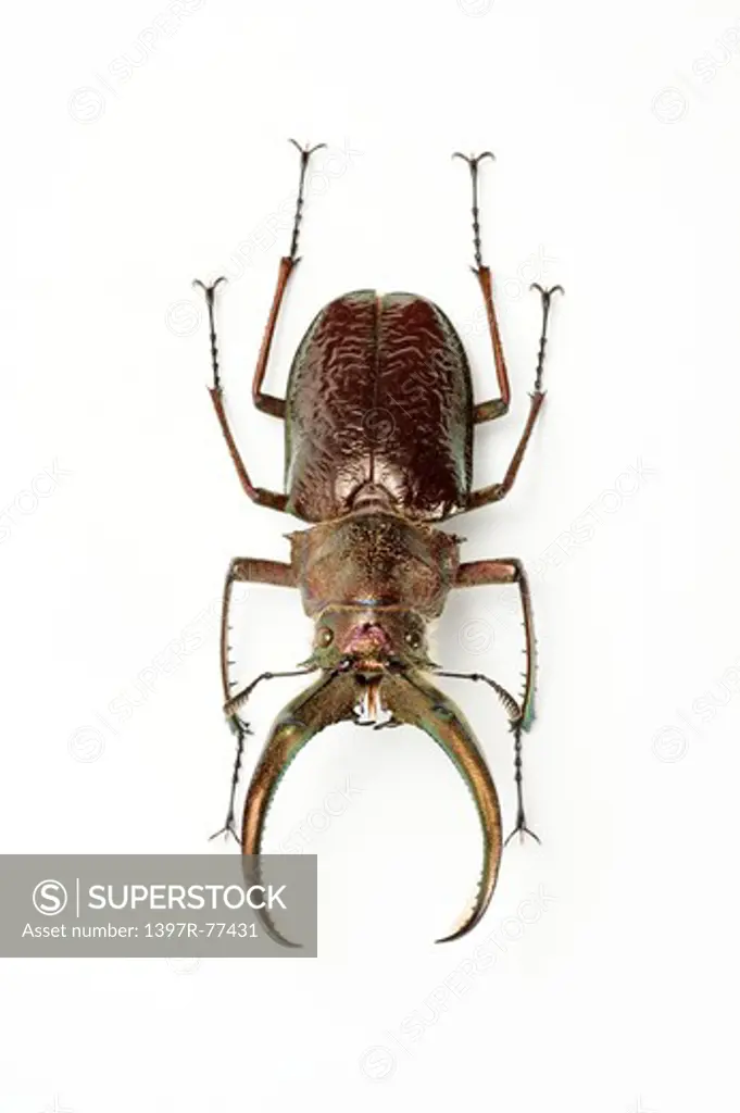 Stag Beetle, Beetle, Insect, Coleoptera, Sphaenognathus feisthameli,