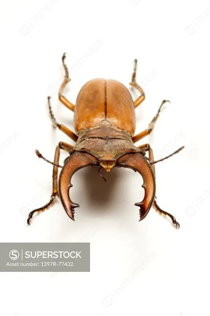 Stag Beetle, Beetle, Insect, Coleoptera, Cyclommatus weinreichi ,