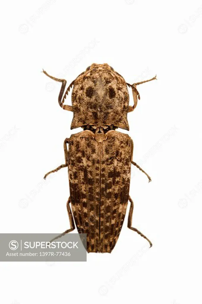 Elateridae, Beetle, Insect, Coleoptera,