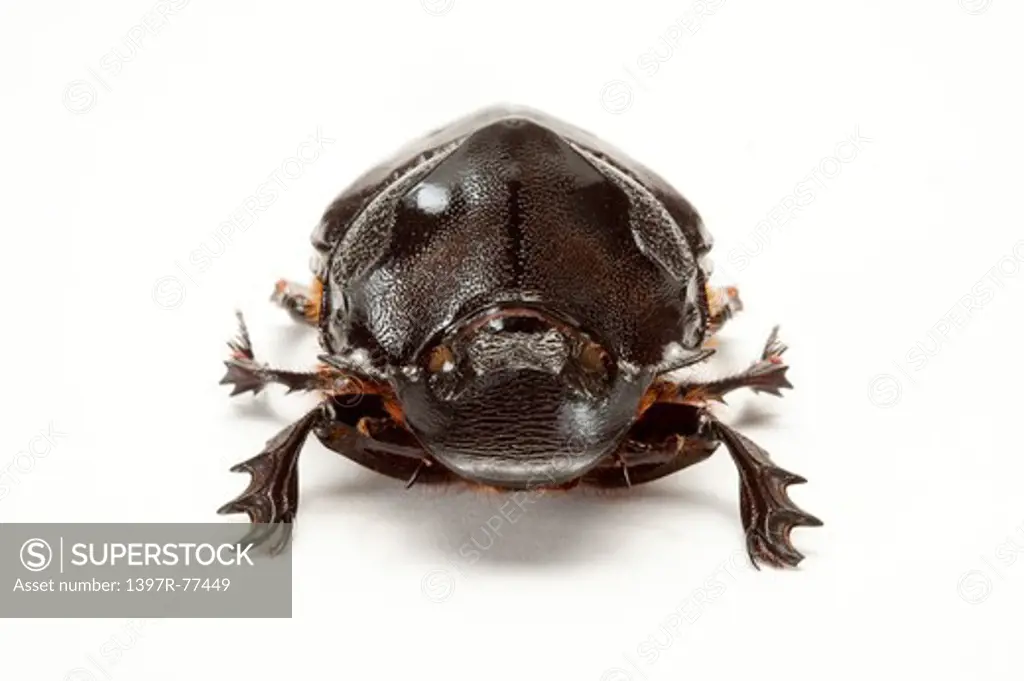Scarabaeidae, Beetle, Insect, Coleoptera, Scarabaeidae,