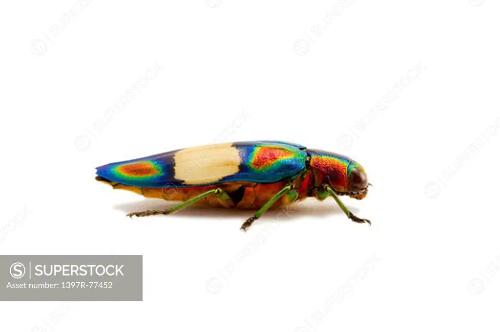 Jewel Beetle, Beetle, Insect, Coleoptera, Chrysochroa fulgens ,