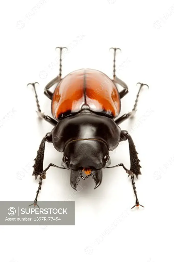 Stag Beetle, Beetle, Insect, Coleoptera, Neolucanus swinhoei,