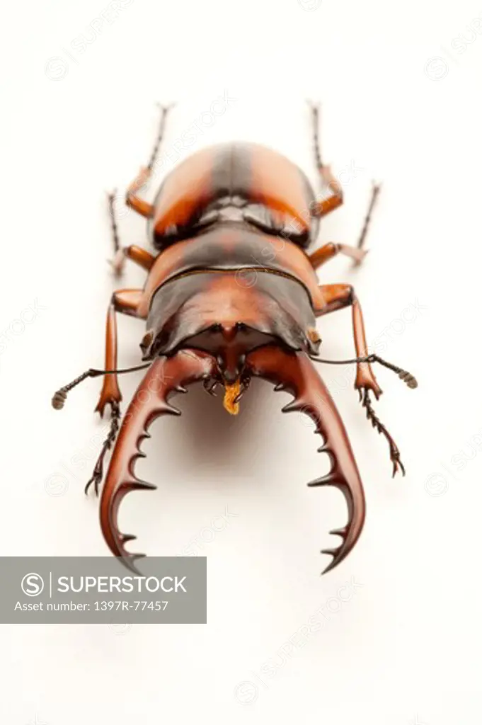 Stag Beetle, Beetle, Insect, Coleoptera, prosopocoilus savagei,