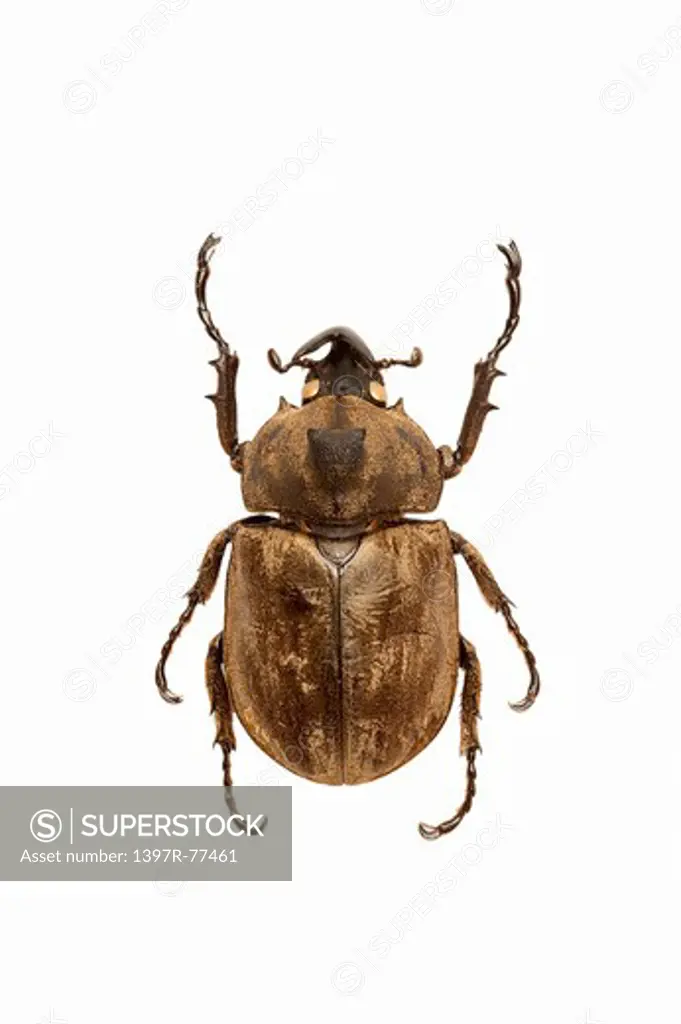 Dynastidae, Beetle, Insect, Coleoptera, Allomyrina pfeifferi,