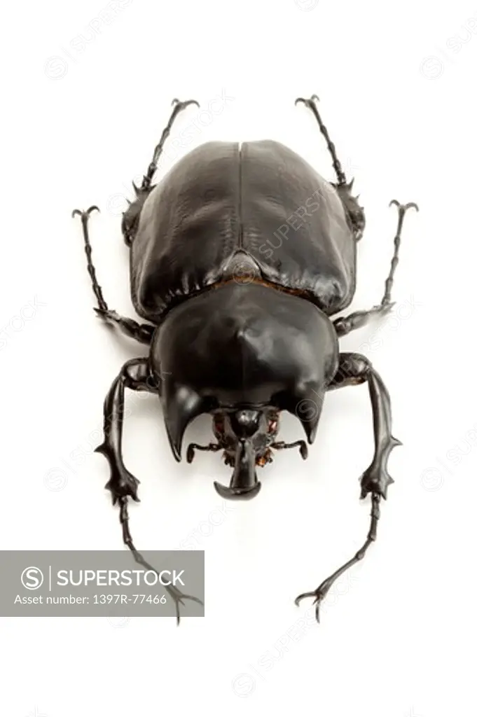 Dynastidae, Beetle, Insect, Coleoptera, Megasomaactaeon,
