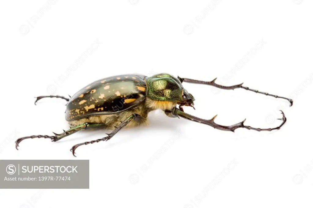 Scarab Beetle, Beetle, Insect, Euchiridae, Coleoptera,