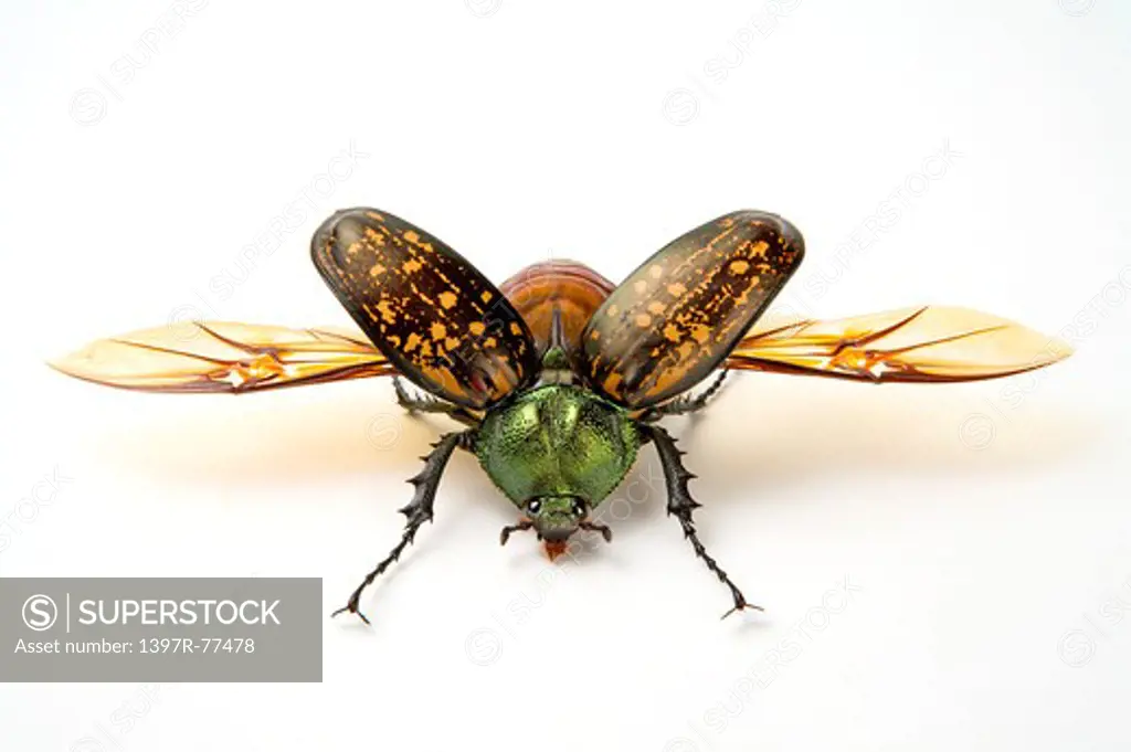 Scarab Beetle, Beetle, Insect, Euchiridae, Coleoptera,