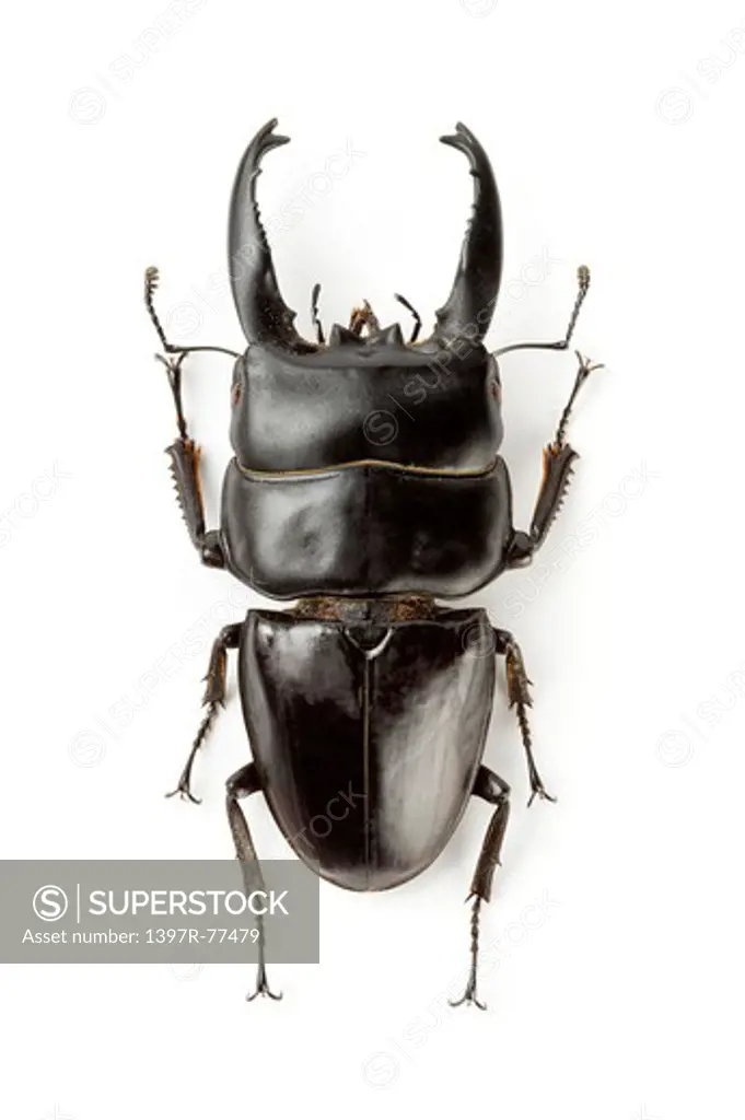 Stag Beetle, Beetle, Insect, Coleoptera, Dorcus alcides,