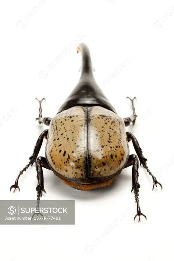 Dynastidae, Beetle, Insect, Coleoptera, Dynastes hercules hercules,