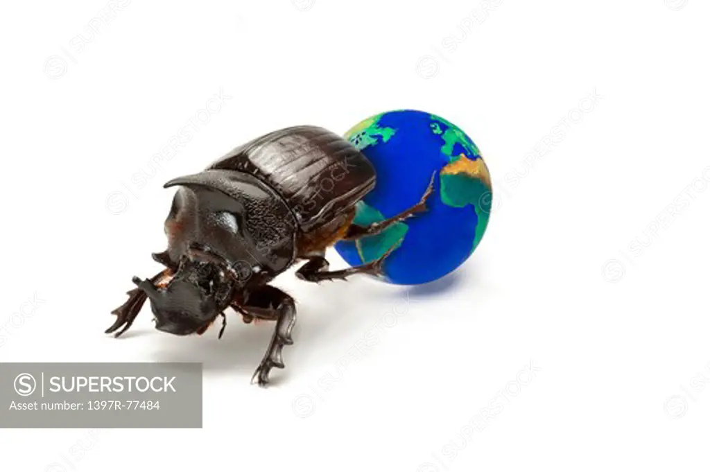 Scarabaeidae, Beetle, Insect, Coleoptera, Heliocopris dominus,
