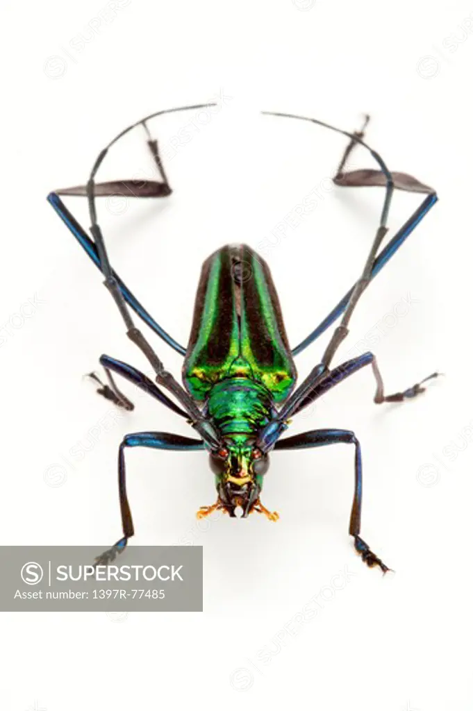 Longhorn Beetle, Beetle, Insect, Coleoptera, Cerambycidae sp,