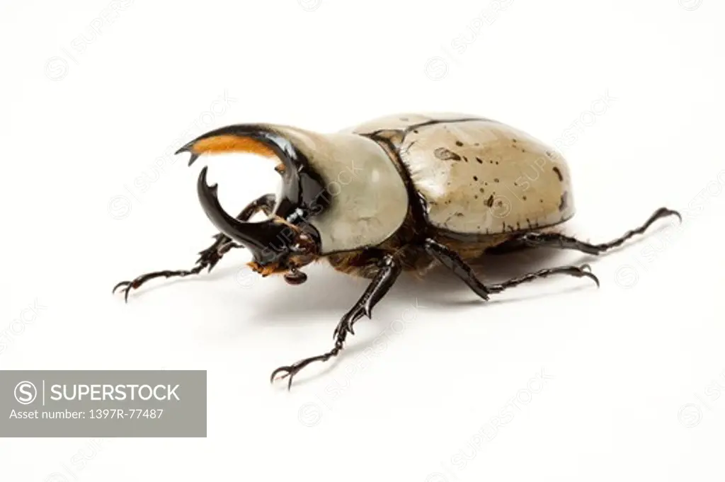 Dynastidae, Beetle, Insect, Coleoptera, Dynastes granti,