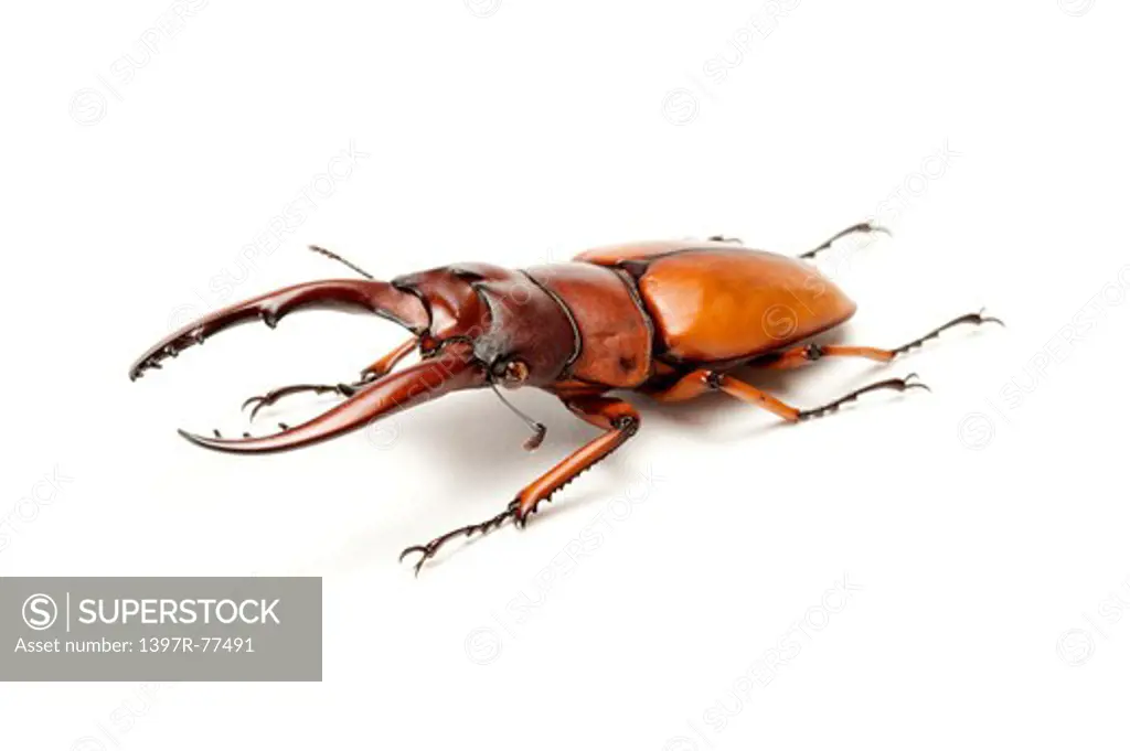 Stag Beetle, Beetle, Insect, Coleoptera, Prosopocoilus astacoides blanchardi ,
