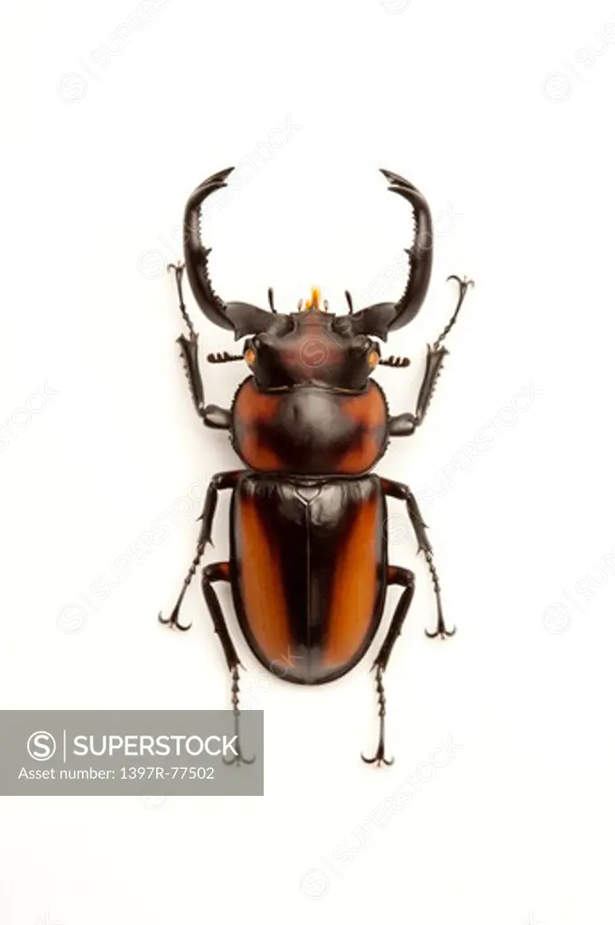 Stag Beetle, Beetle, Insect, Coleoptera, Rhaetulus crenatus speciosus,