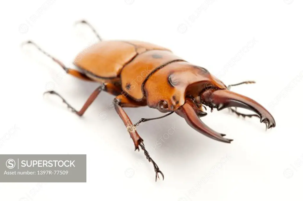 Stag Beetle, Beetle, Insect, Coleoptera, prosopocoilus occipitalis,