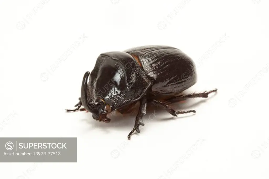 Dynastidae, Beetle, Insect, Coleoptera, Dichodontus coronatus,