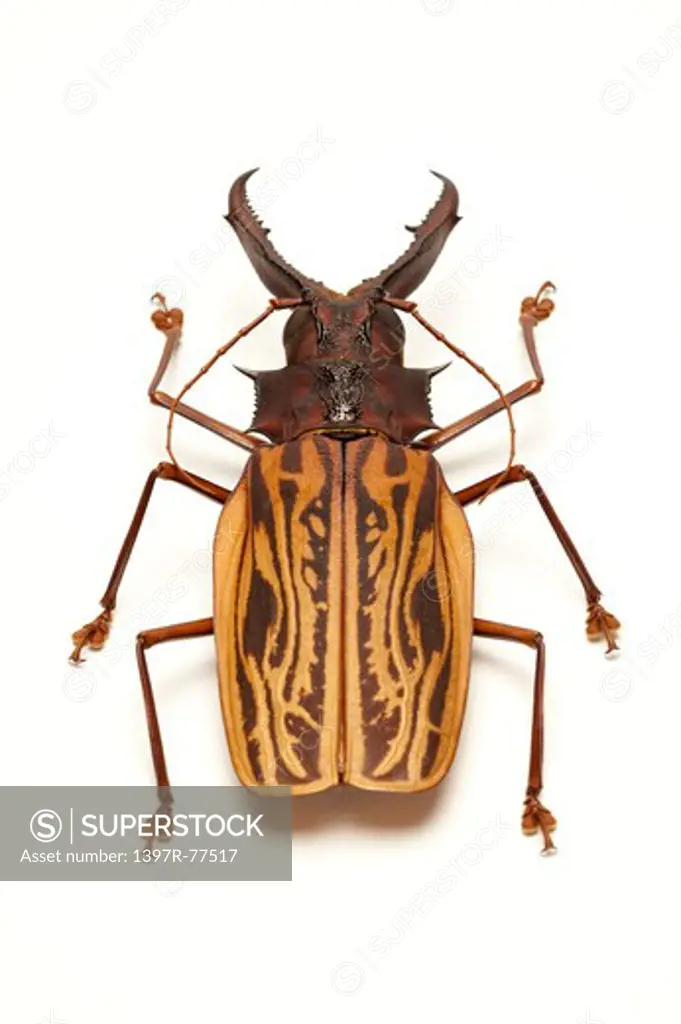 Longhorn Beetle, Beetle, Insect, Coleoptera, Macrodontia cervicornis ,