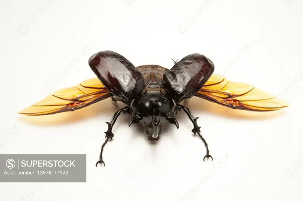 Dynastidae, Beetle, Insect, Coleoptera, Megasoma mars,