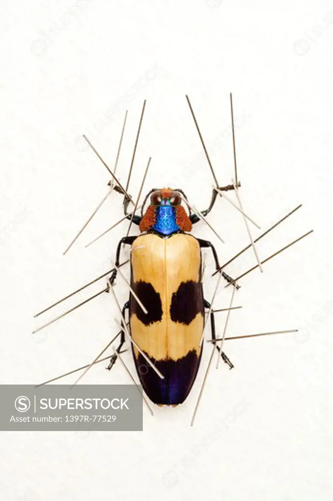 Jewel Beetle, Beetle, Insect, Coleoptera, Chrysochroa buquetii buquetii,