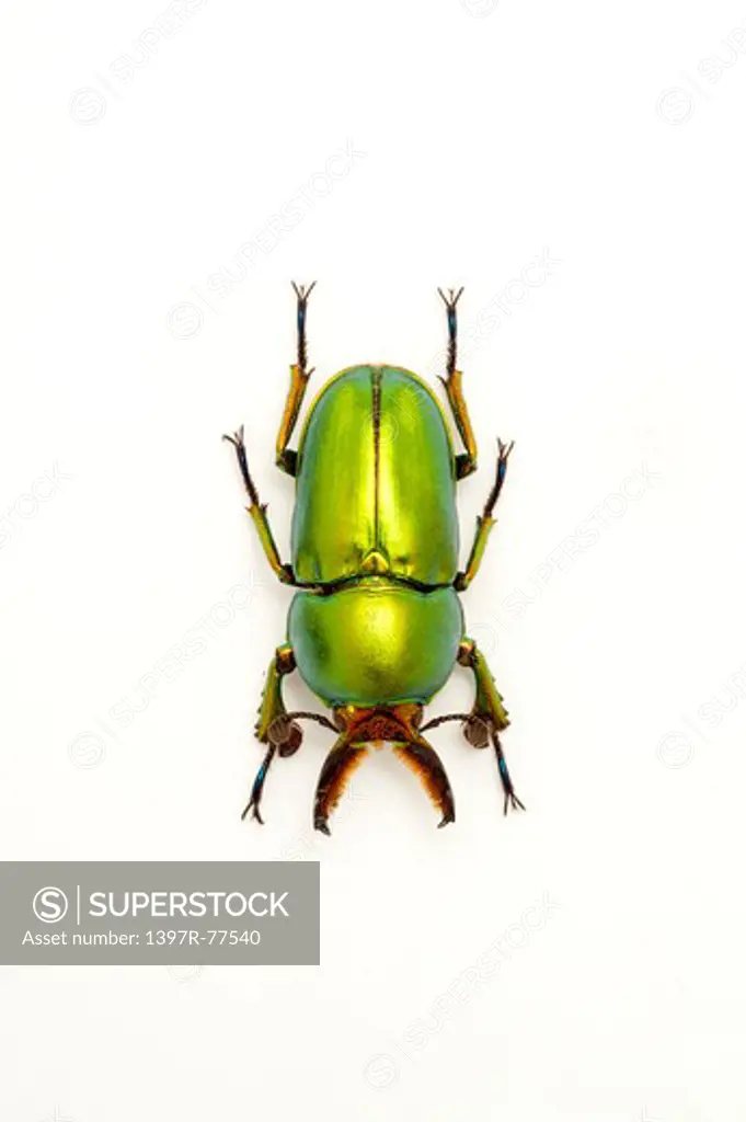 Stag Beetle, Beetle, Insect, Coleoptera, Lamprima aurata,