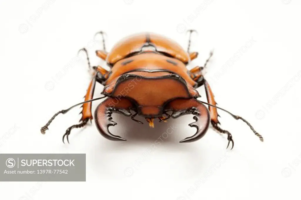 Stag Beetle, Beetle, Insect, Coleoptera, Homoderus  melleyi,