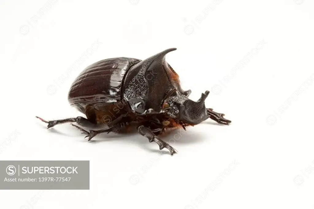 Scarabaeidae, Beetle, Insect, Coleoptera, Scarabaeidae,