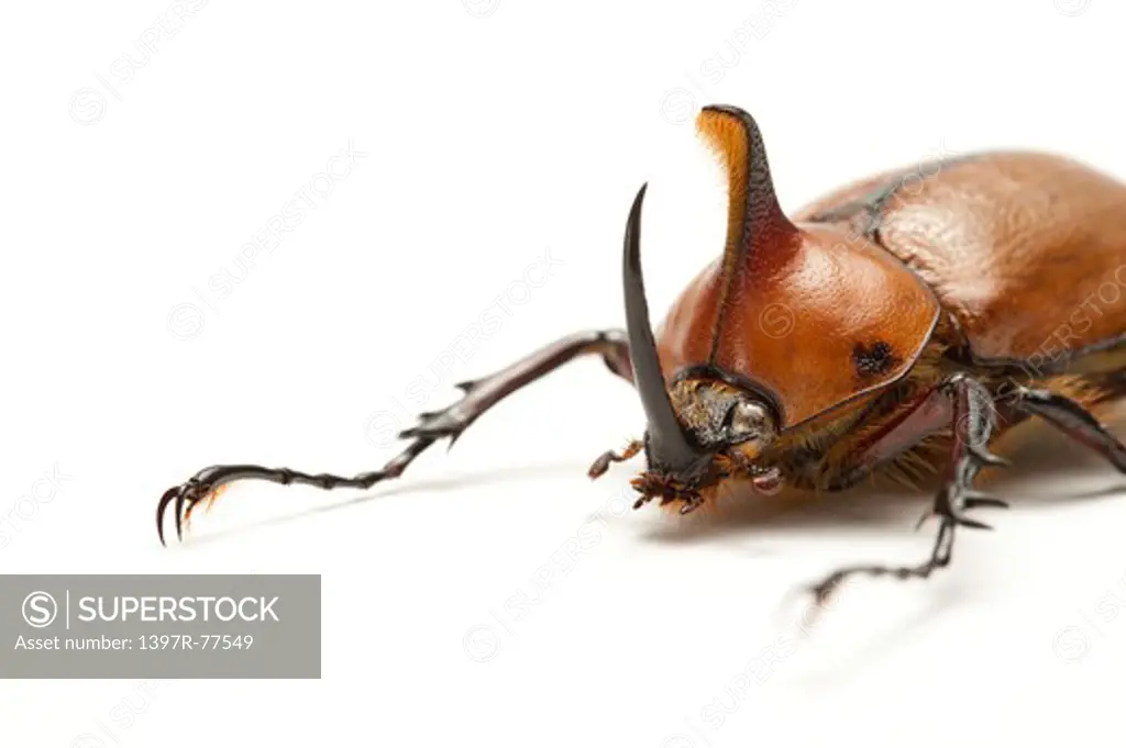 Dynastidae, Beetle, Insect, Coleoptera, Golofa eacus,
