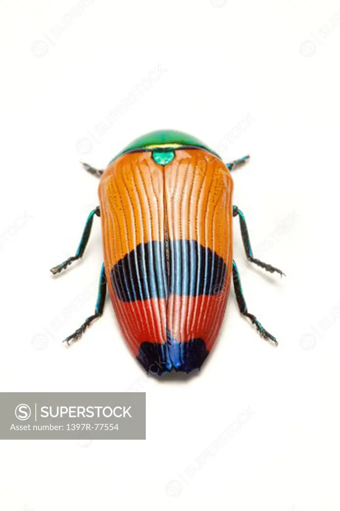 Jewel Beetle, Beetle, Insect, Coleoptera, Metaxymorpha apicalis,