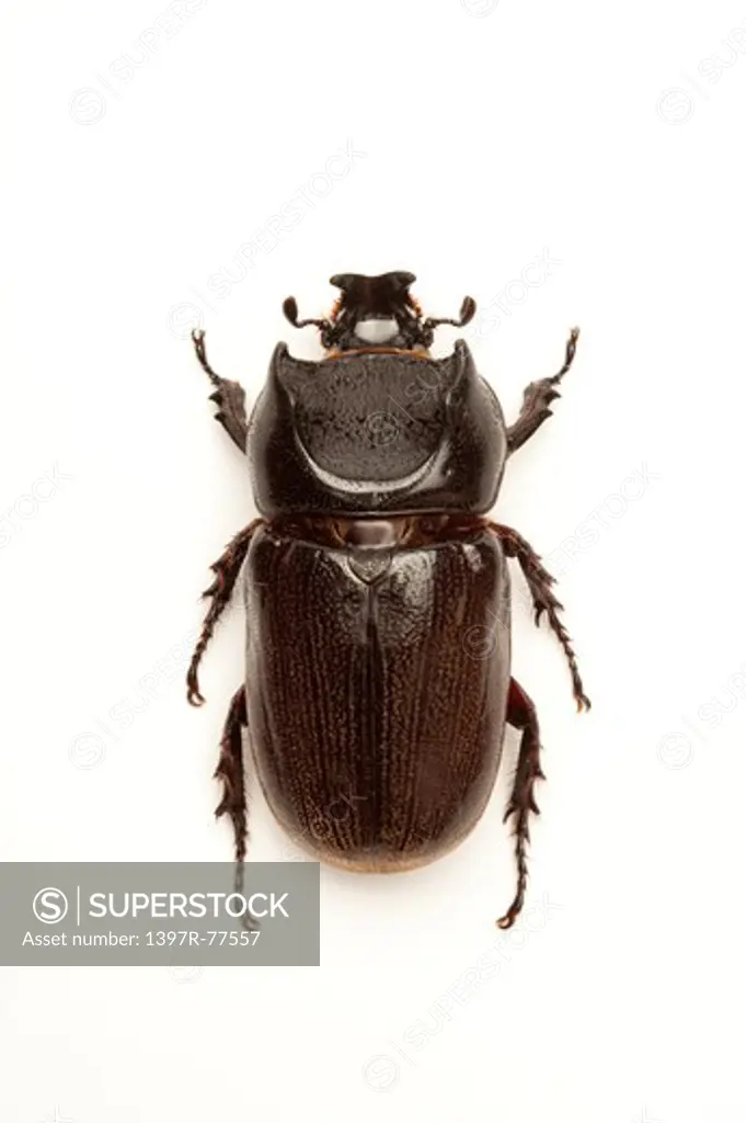 Dynastidae, Beetle, Insect, Coleoptera, Ceratoryctoderus candezei,