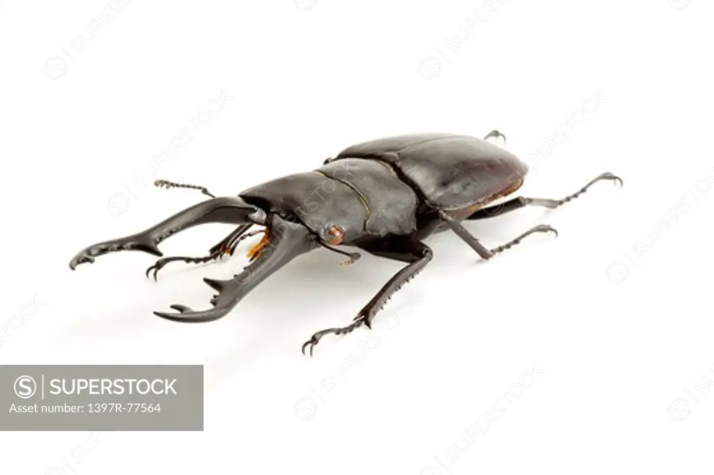 Stag Beetle, Beetle, Insect, Coleoptera, Prosopocoilus giraffa keisukei,