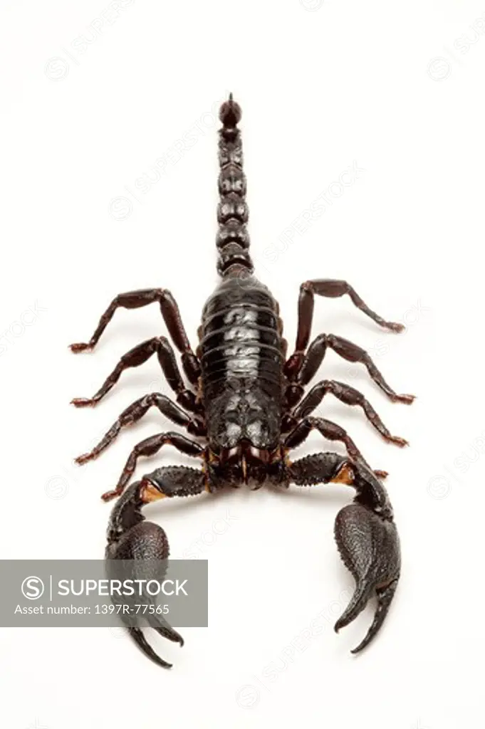 Scorpion, Insect, Arthropod, Emperor Scorpion,