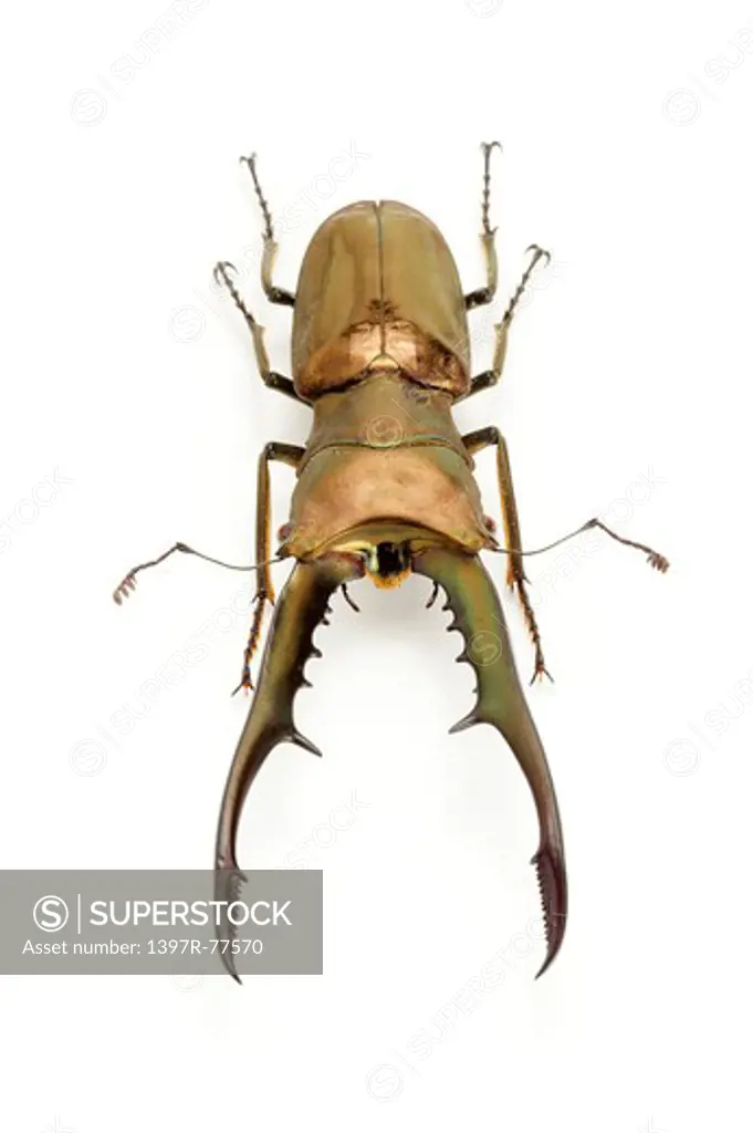Stag Beetle, Beetle, Insect, Coleoptera, Cyclommatus metalifer metalifer,