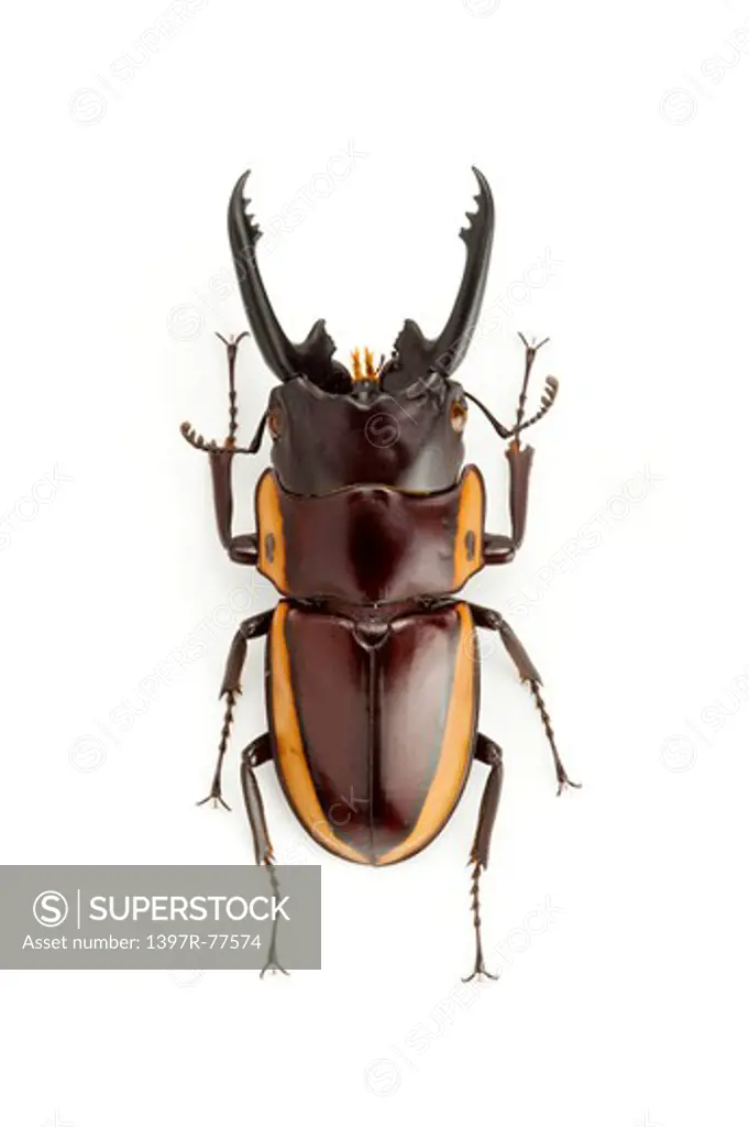 Stag Beetle, Beetle, Insect, Coleoptera,