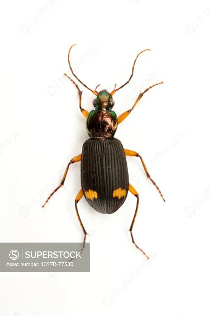 Carabidae, Beetle, Insect, Coleoptera, Chlaenius bimaculatus,