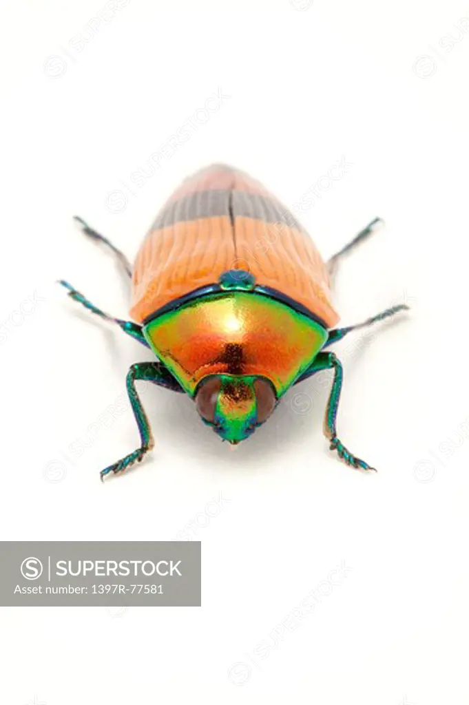 Jewel Beetle, Beetle, Insect, Coleoptera, Metaxymorpha apicalis,