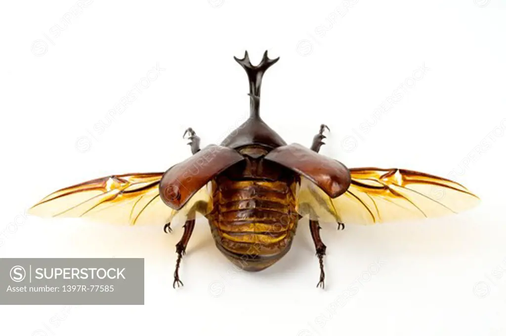 Dynastidae, Beetle, Insect, Coleoptera, Allomyrina dithotomus,
