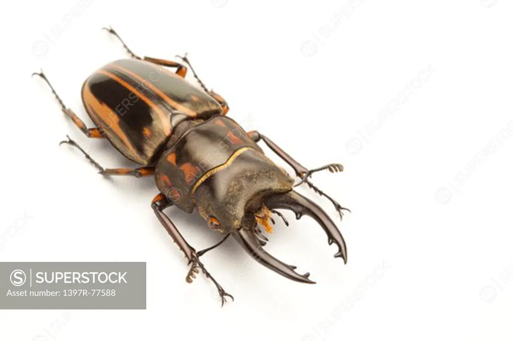 Stag Beetle, Beetle, Insect, Coleoptera, Prosopocoilus zebra,