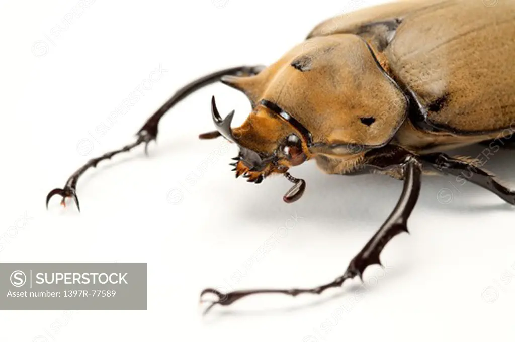Dynastidae, Beetle, Insect, Coleoptera, Megasoma elephas elephas,