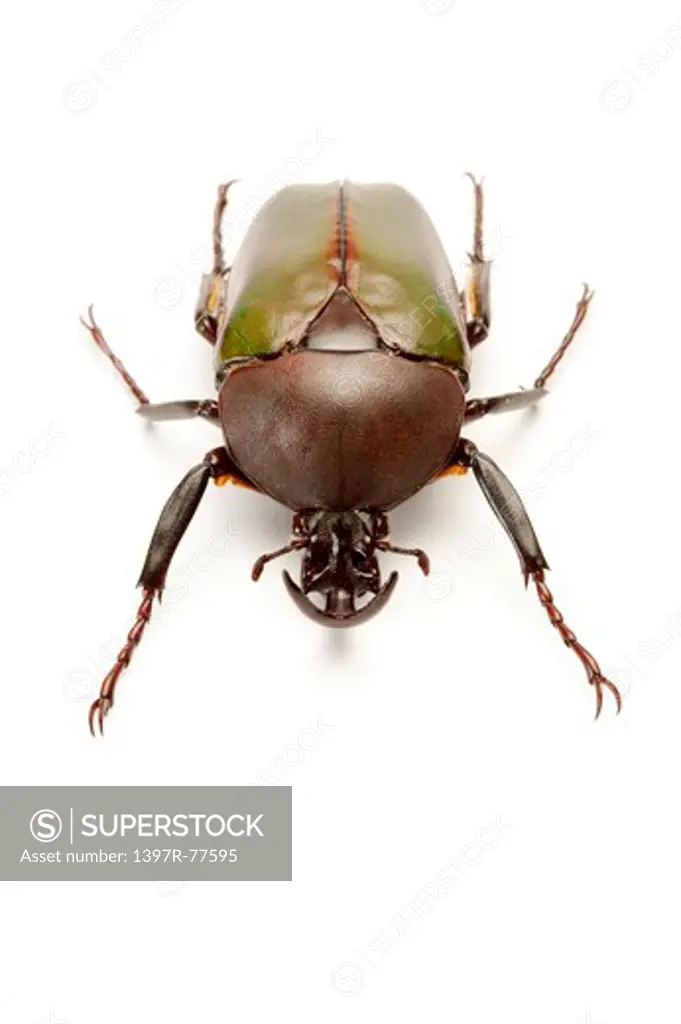 Scarab Beetle, Beetle, Insect, Coleoptera,