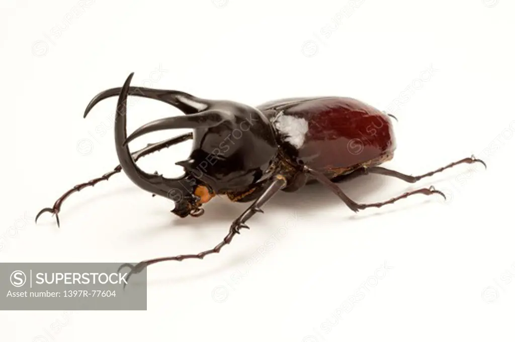 Dynastidae, Beetle, Insect, Coleoptera, Chalcosoma mollenkampi,