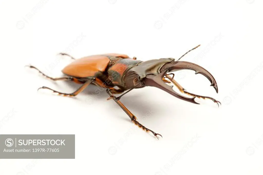 Stag Beetle, Beetle, Insect, Coleoptera, Cyclommatus scutellaris Mollenkamo,