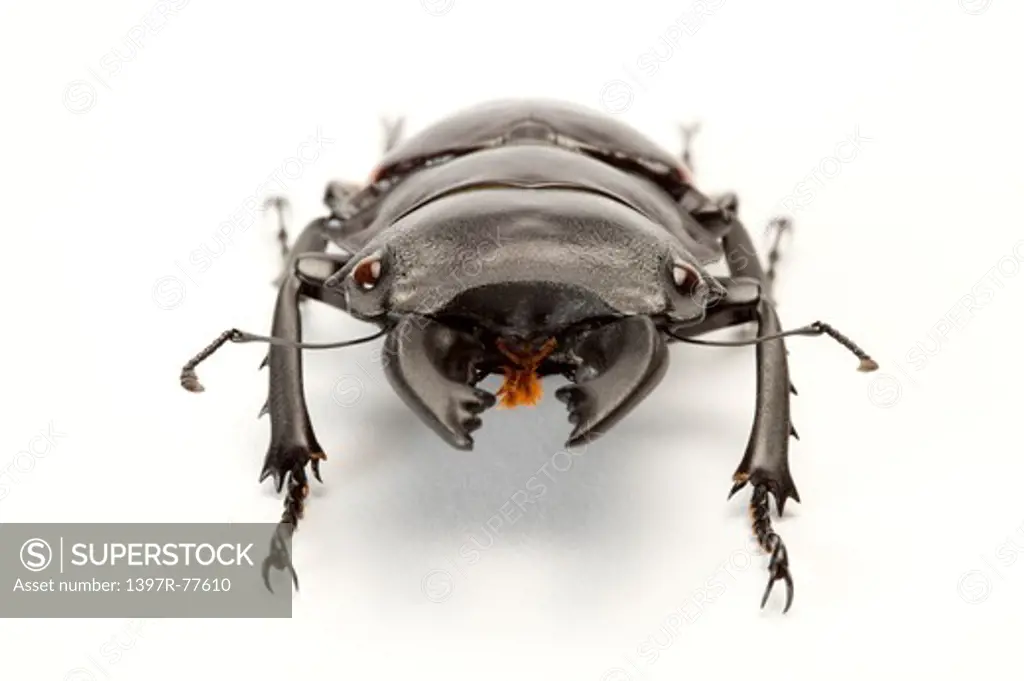 Stag Beetle, Beetle, Insect, Coleoptera,