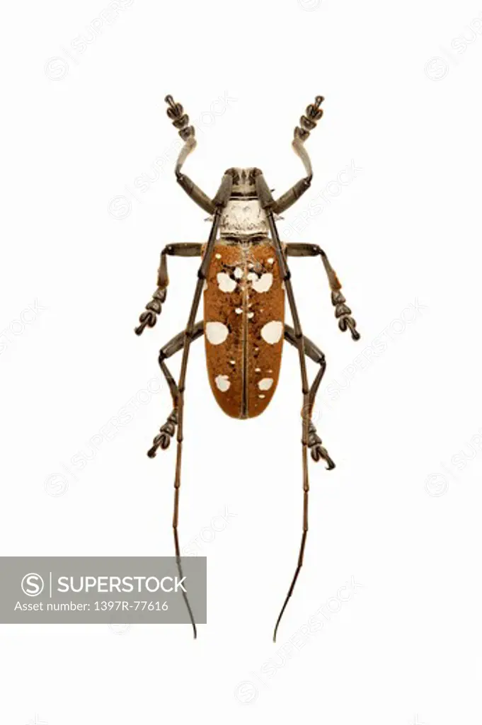 Longhorn Beetle, Beetle, Insect, Coleoptera, Dolichoprosopus lethalis,