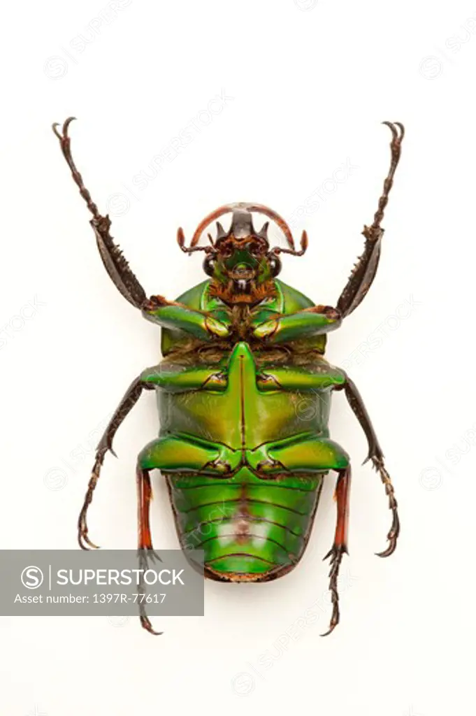 Scarab Beetle, Beetle, Insect, Coleoptera,