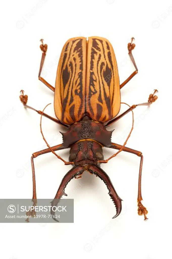 Longhorn Beetle, Beetle, Insect, Coleoptera, Macrodontia cervicornis ,