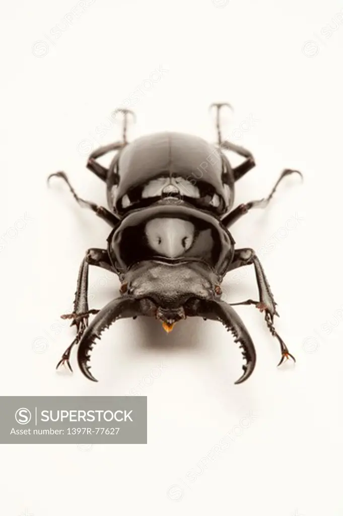 Stag Beetle, Beetle, Insect, Coleoptera,