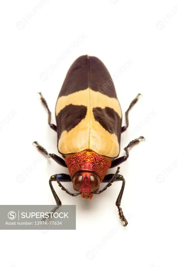 Jewel Beetle, Beetle, Insect, Coleoptera,