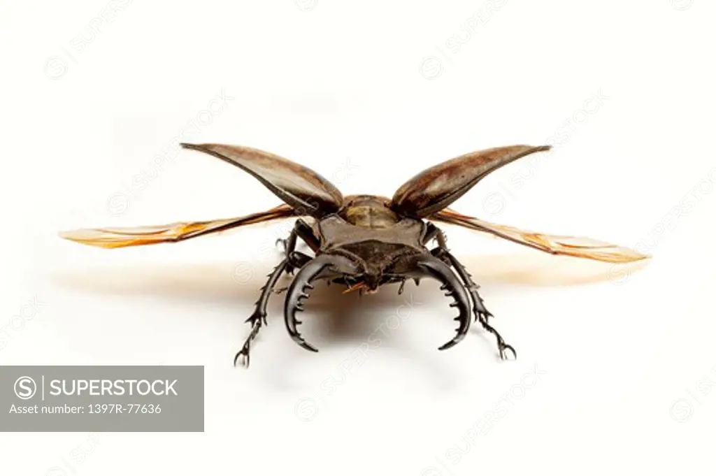 Stag Beetle, Beetle, Insect, Coleoptera, Lucanus taiwanus Miwa,