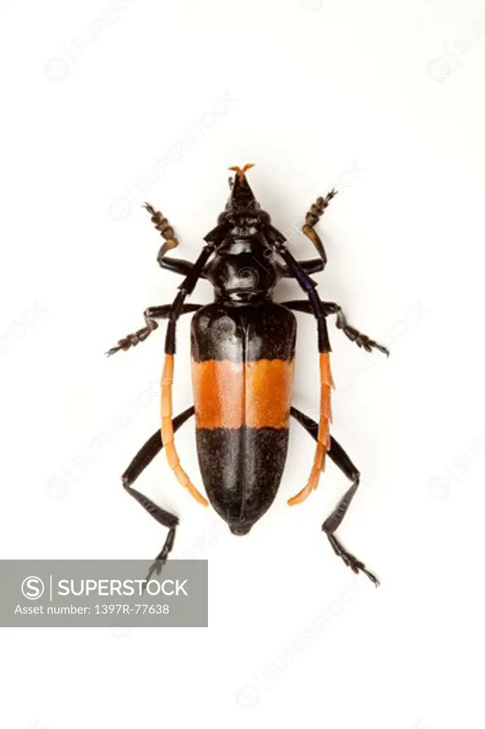 Longhorn Beetle, Beetle, Insect, Coleoptera,