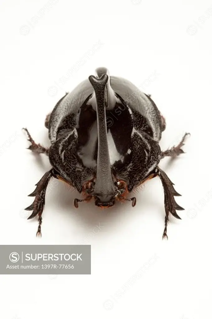 Dynastidae, Beetle, Insect, Coleoptera, Enema pan,